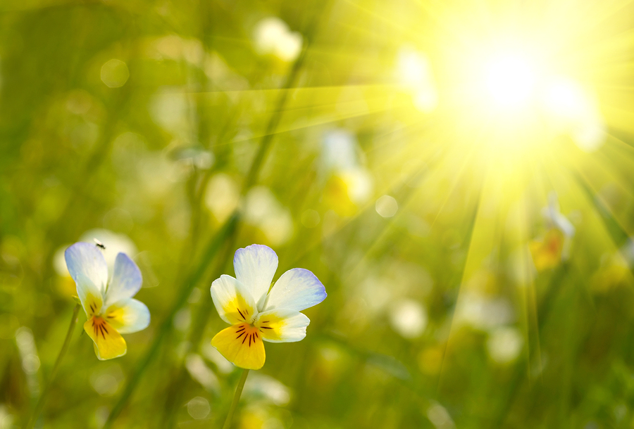 Sun shining through flowers